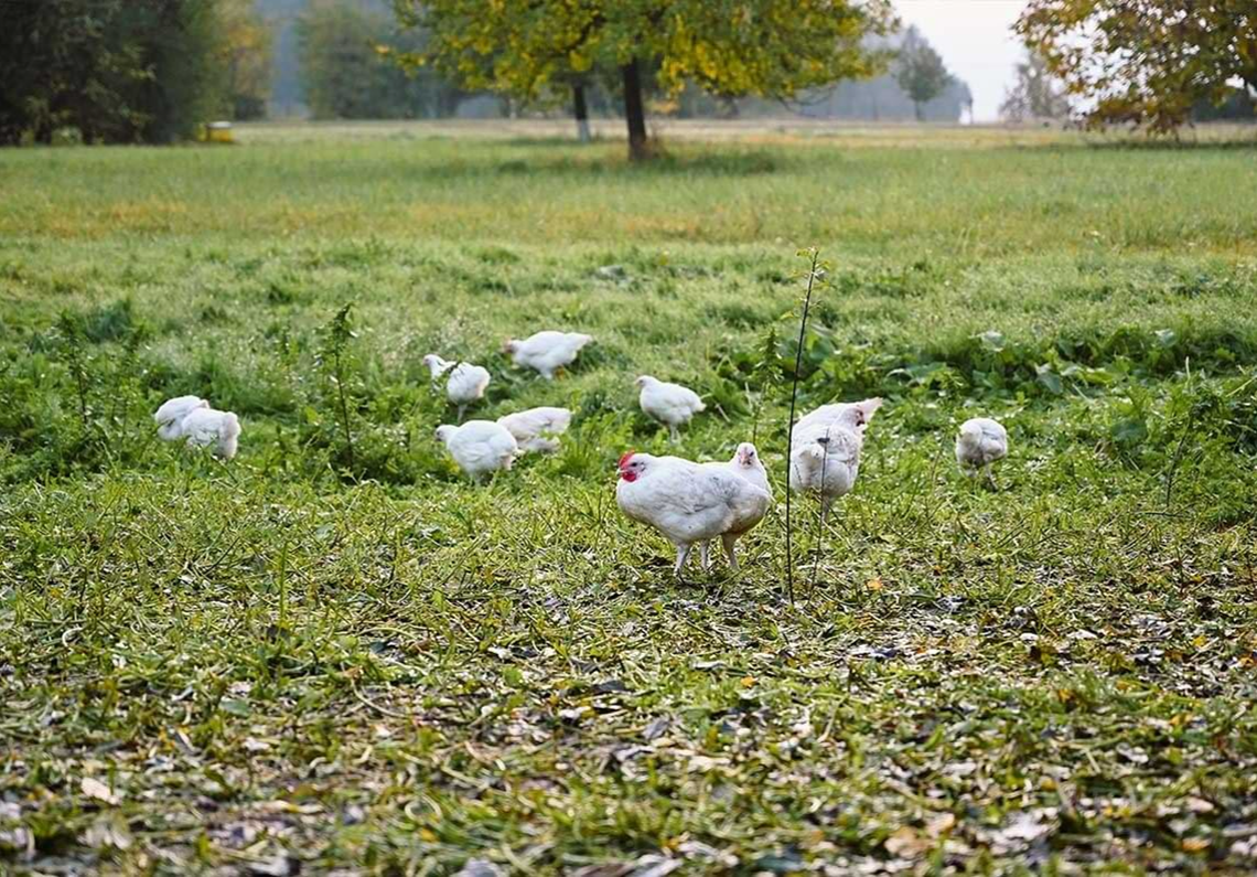 Free-range farming